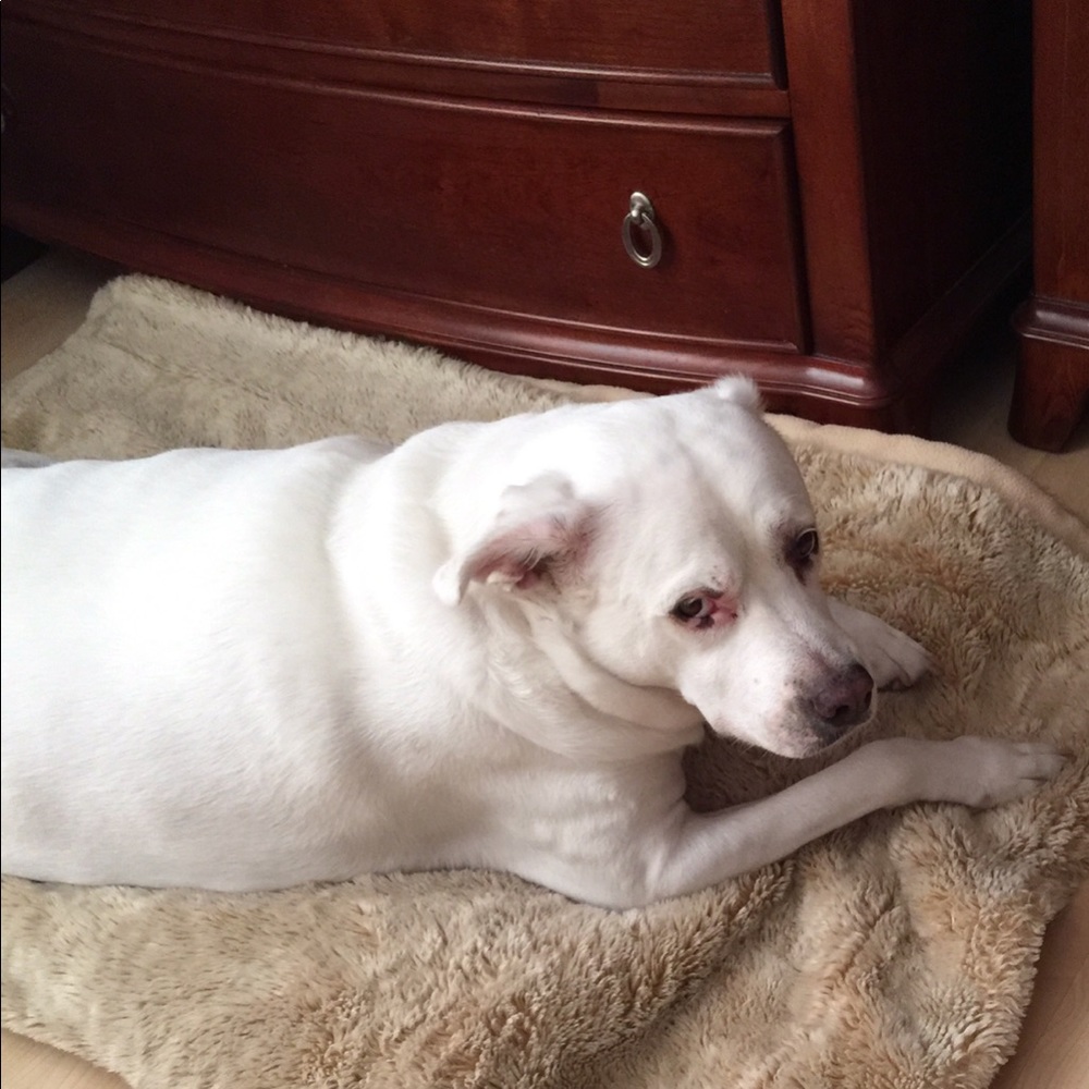 In Memory of Dolce ❤️ - Picture 2 of 7